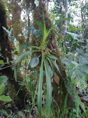 Vandoideae