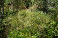 Carex raoulii