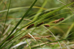 Carex raoulii