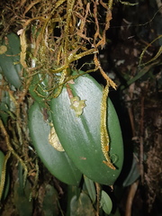 Pleurothallis epiglottis