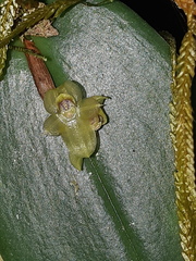 Pleurothallis epiglottis