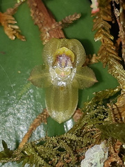 Pleurothallis epiglottis