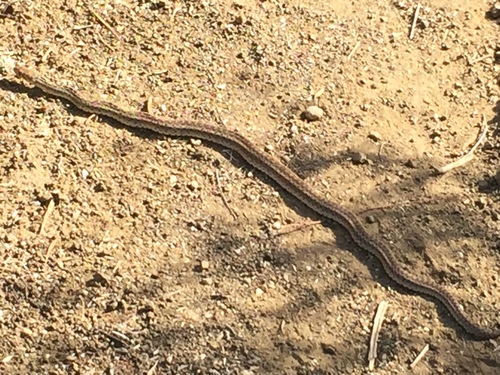 iNaturalist observation photo of Gopher Snake