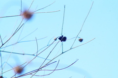 Mysoria affinis