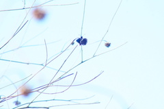 Mysoria affinis