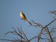 Tyrannus forficatus