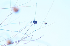 Mysoria affinis
