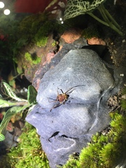 Krateromaspis dilatata