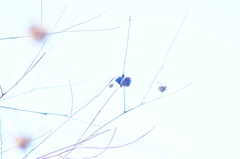 Mysoria affinis