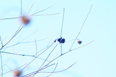 Mysoria affinis