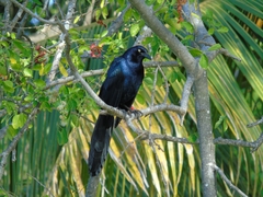 Quiscalus mexicanus
