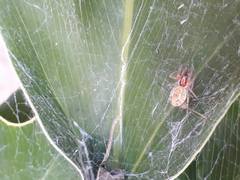 Araneae