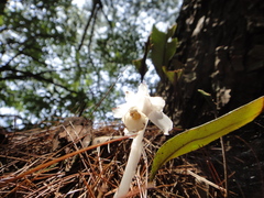 Monotropastrum humile glaberrimum