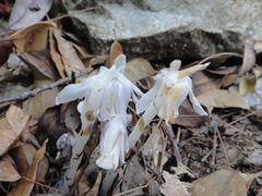Monotropastrum humile glaberrimum