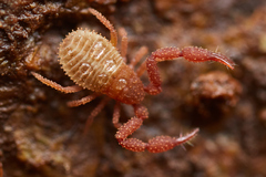 Dinocheirus dorsalis