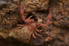 Dinocheirus dorsalis