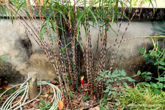 Costus stenophyllus