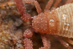 Dinocheirus dorsalis