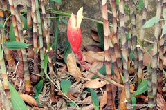 Costus stenophyllus