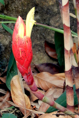 Costus stenophyllus