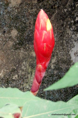 Costus stenophyllus