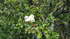 Viburnum parvifolium