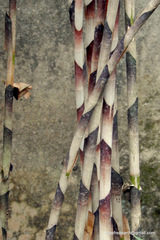 Costus stenophyllus
