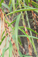 Costus stenophyllus