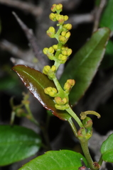 Sebastiania commersoniana