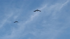 Leucophaeus atricilla