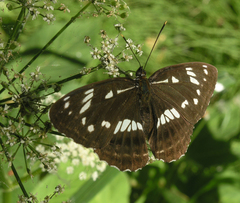 Limenitis helmanni