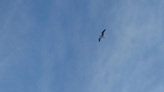 Leucophaeus atricilla