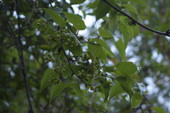 Smilax subpubescens