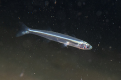 Atherinason hepsetoides