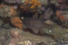 Vincentia conspersa