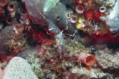 Rhynchocinetes australis