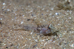 Nesogobius pulchellus