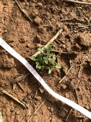 Ceanothus roderickii