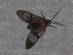 Cosmosoma cingulatum