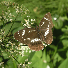 Limenitis helmanni
