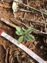 Ceanothus roderickii