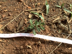 Ceanothus roderickii