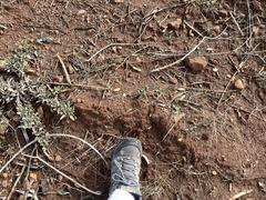 Ceanothus roderickii