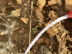 Ceanothus roderickii