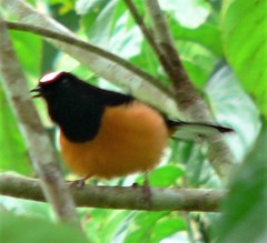 Copsychus stricklandii stricklandii