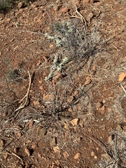 Ceanothus roderickii