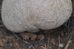 Sclerodermataceae
