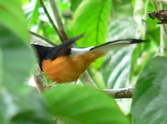 Copsychus stricklandii stricklandii