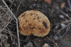 Sclerodermataceae