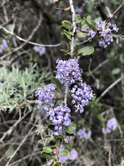 Ceanothus cuneatus ramulosus